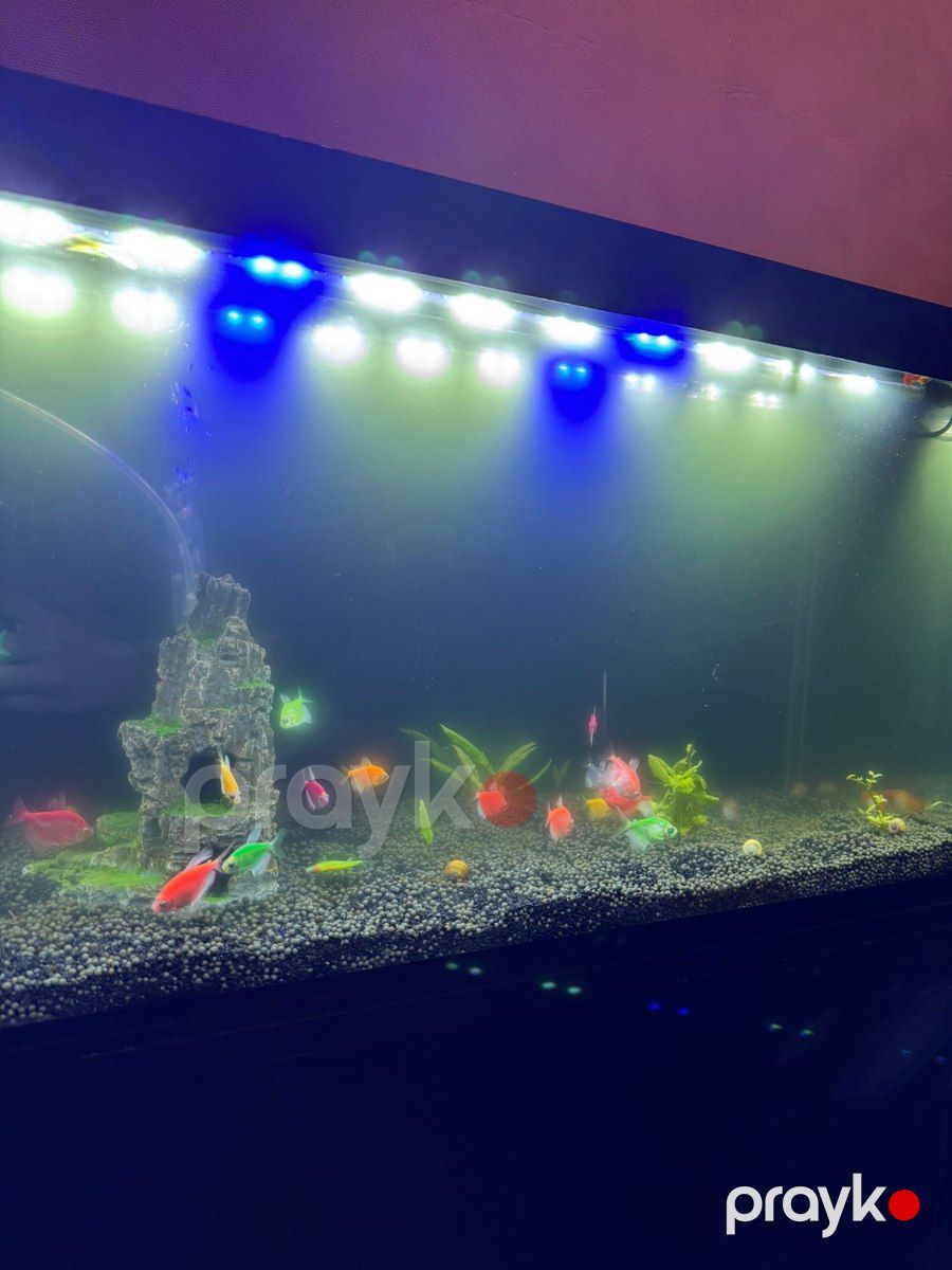 Akvarium TV stendi — Akvariumlar və balıqlar, Bakı (4)