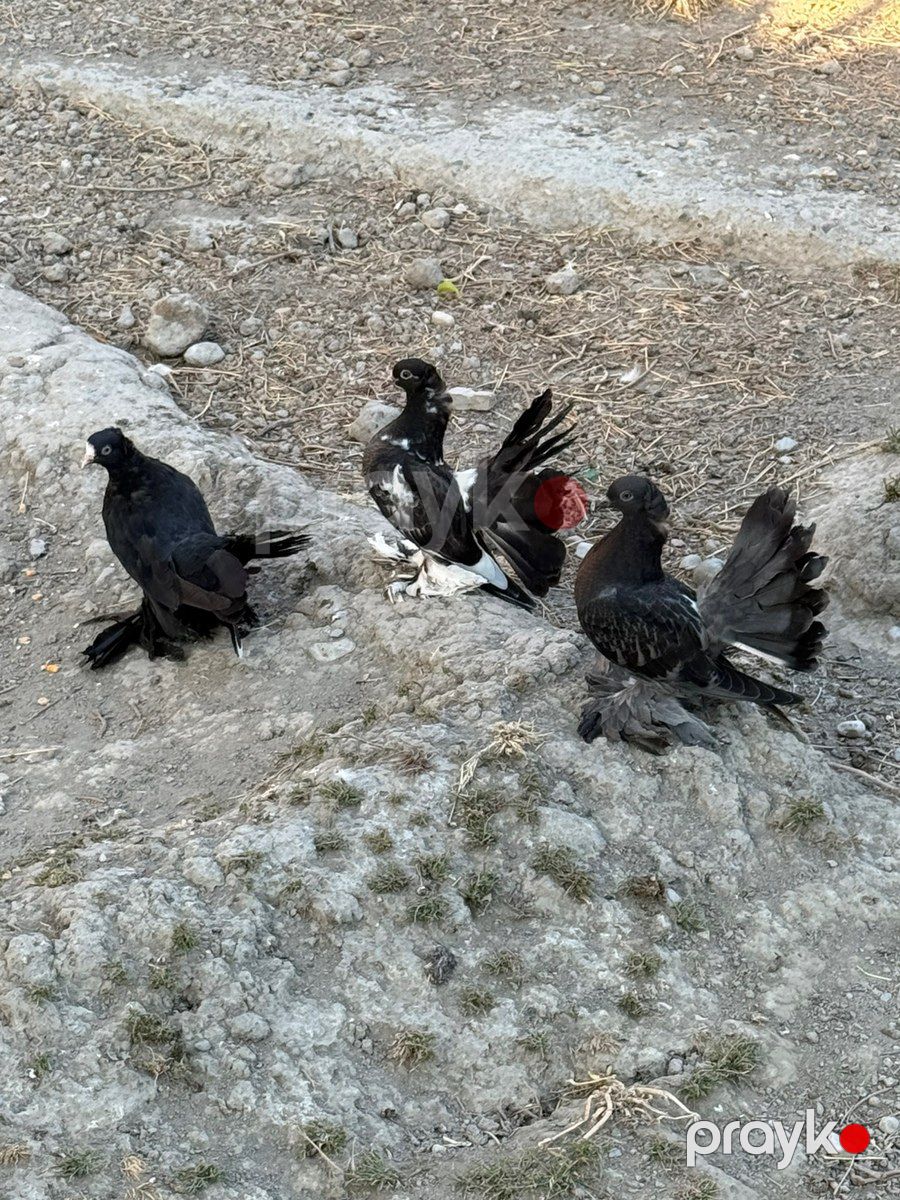 Göyərçinlər — Quşlar, Bakı (5)
