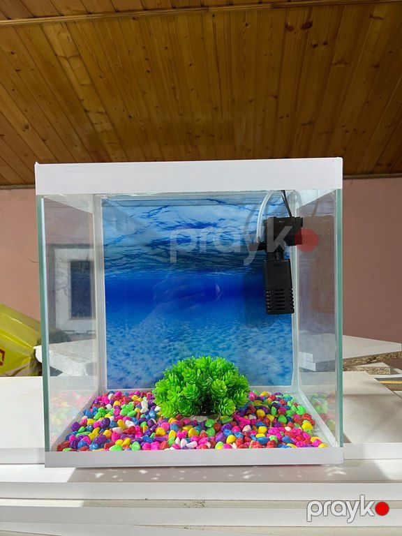 Akvarium — Akvariumlar və balıqlar, Bakı (8)