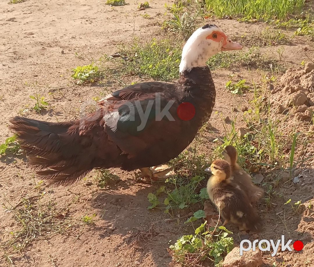 Lal ördəklər — Quşlar, Bakı (2)