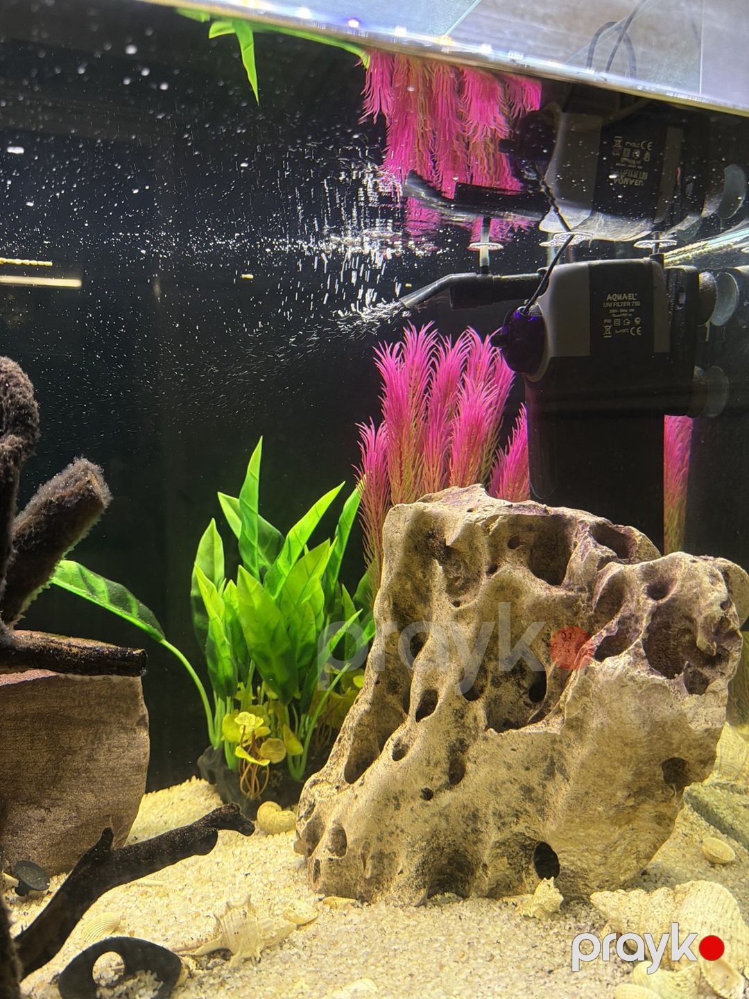 Akvarium — Akvariumlar və balıqlar, Bakı (3)