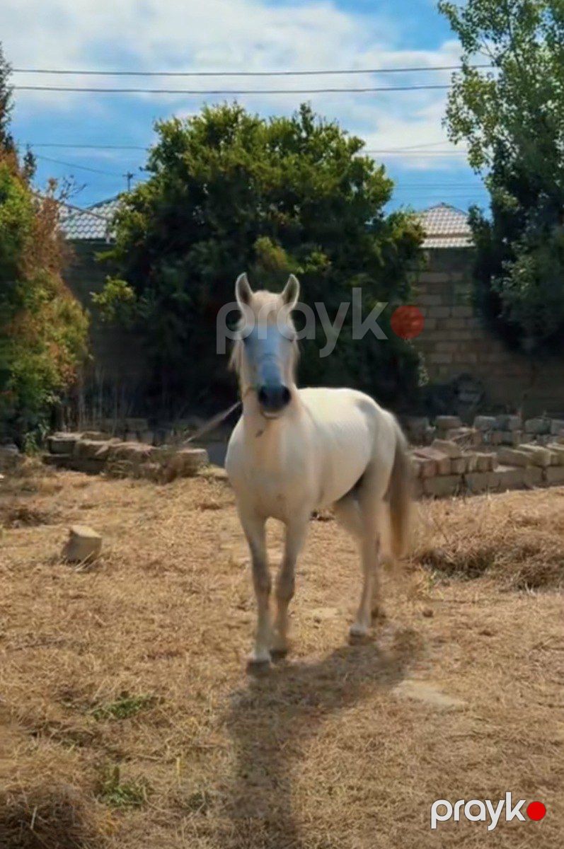 Atlar — Atlar, Bakı (2)