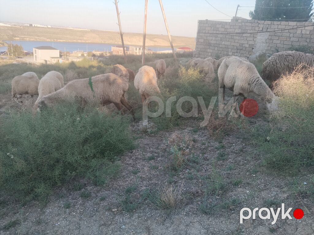 Salam tam saglam heyvanlar satilir 23 qoyun 6 quzu 1 qoc obsiy 30 — Kənd təsərrüfatı heyvanları, Fatmayı (4)