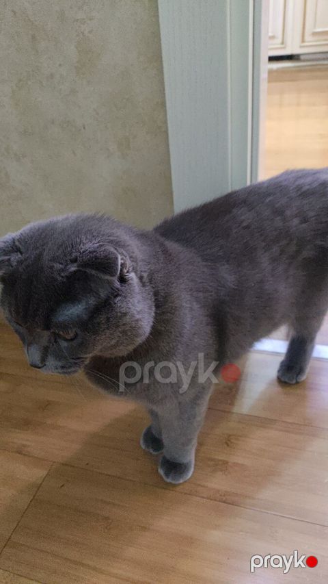 Şotland pişik — Bakı