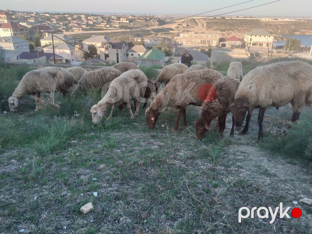 Salam tam saglam heyvanlar satilir 23 qoyun 6 quzu 1 qoc obsiy 30 — Kənd təsərrüfatı heyvanları, Fatmayı (2)