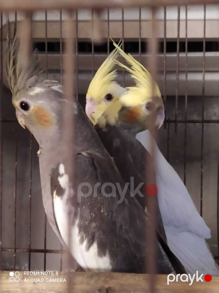 Tutuquşu — Quşlar, Bakı (2)