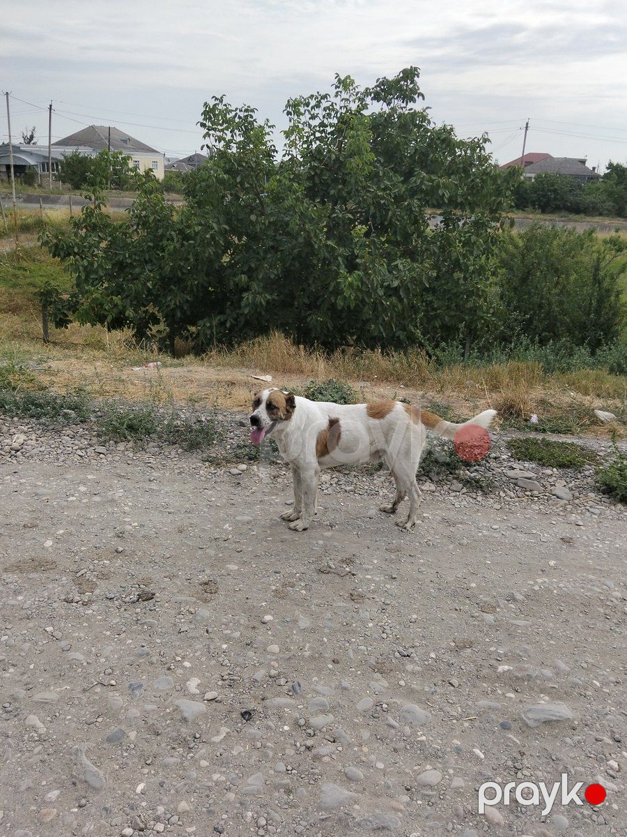 Qurdbasar — Köpəklər, Quba (2)