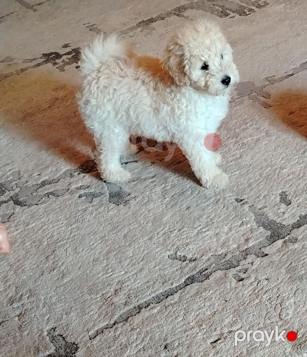 Pudel, 4 ay, Dişi, Peyvəndli, Rayonlara çatdırılma — Köpəklər, Gəncə (5)
