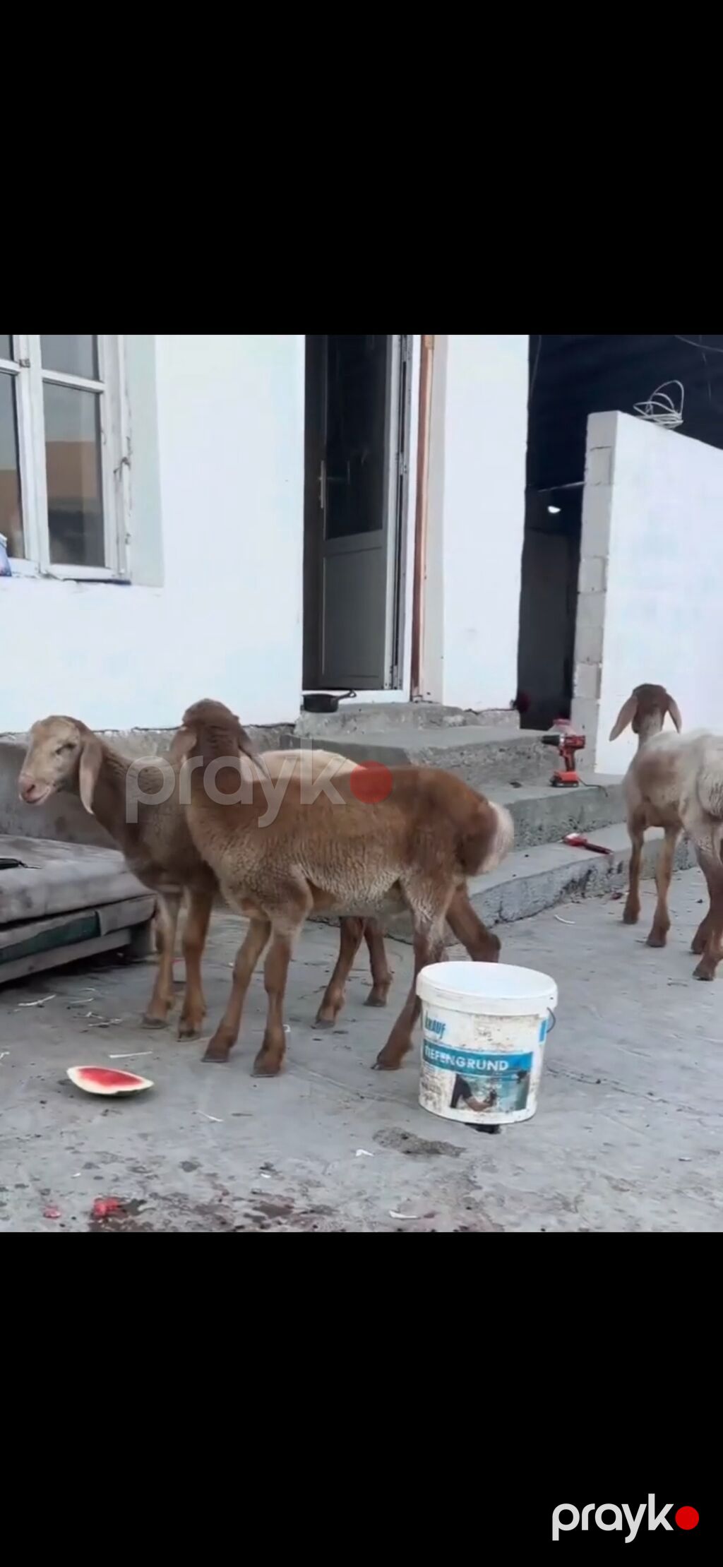 Qoyun – 3 baş, quyruqlu (yağlı quyruq) cins - Say: 3 baş gənc qoyun — Kənd təsərrüfatı heyvanları, Zaqatala (5)