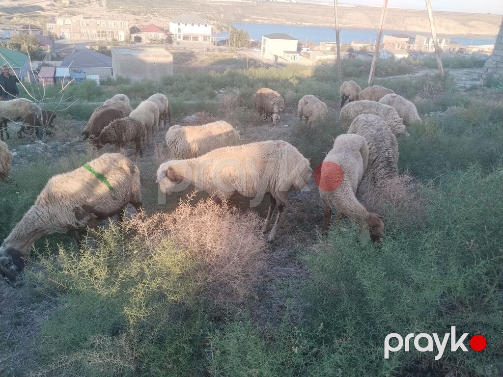 Salam tam saglam heyvanlar satilir 23 qoyun 6 quzu 1 qoc obsiy 30 — Kənd təsərrüfatı heyvanları, Fatmayı (5)