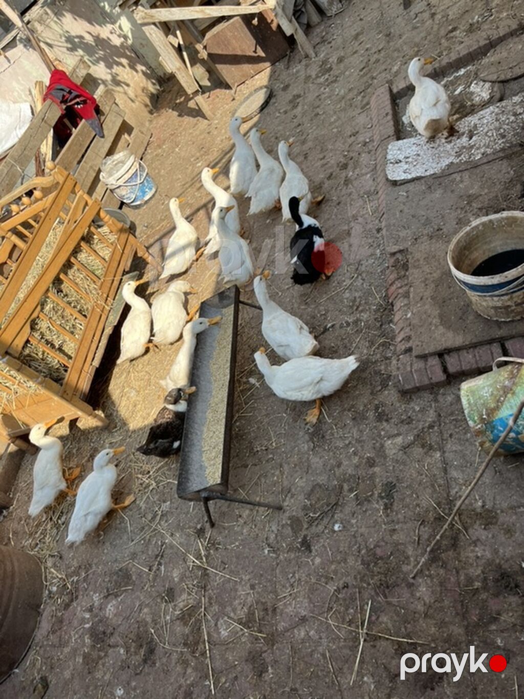 Sağlam sap sarı yağdılar ən ucuz mən qoymuşam yerim yoxdu xoruzlu — Digərləri, Masazır (4)