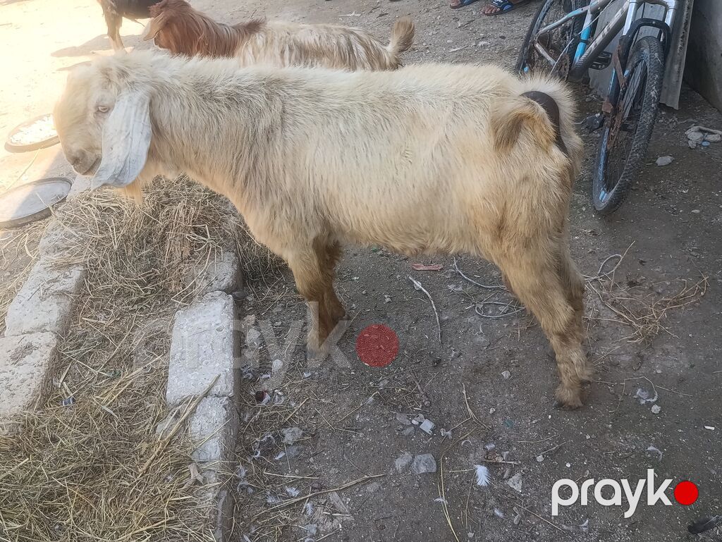 Salam Damazlıq Hələb 1 il 8 aylığ — Kənd təsərrüfatı heyvanları, Digah (5)