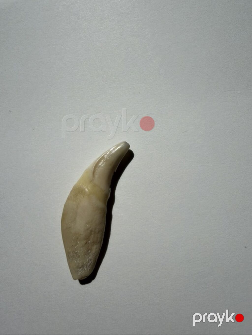 Əsl canavar dişi — Dəbilqə, Bakı (4)