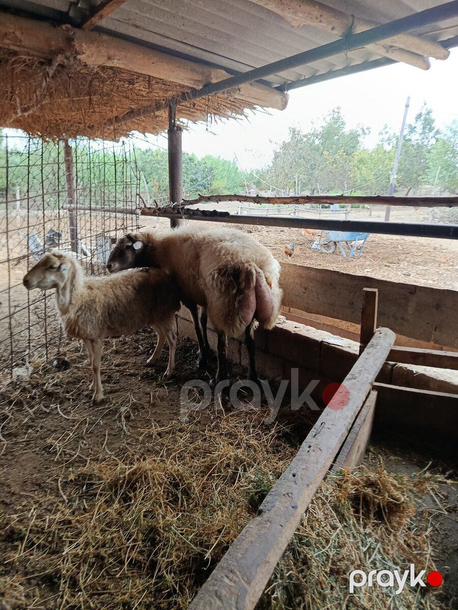 Erkək qoç — Kənd təsərrüfatı heyvanları, İmişli (2)