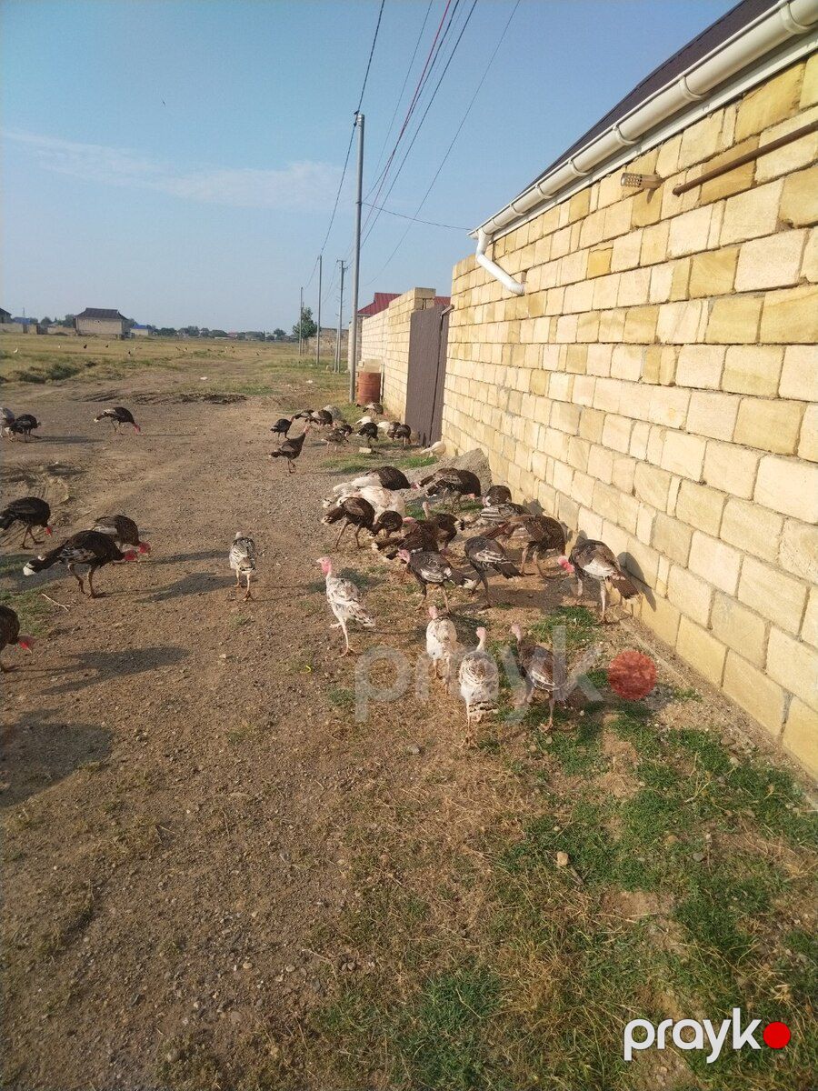Hinduşkalar — Quşlar, Biləsuvar (3)
