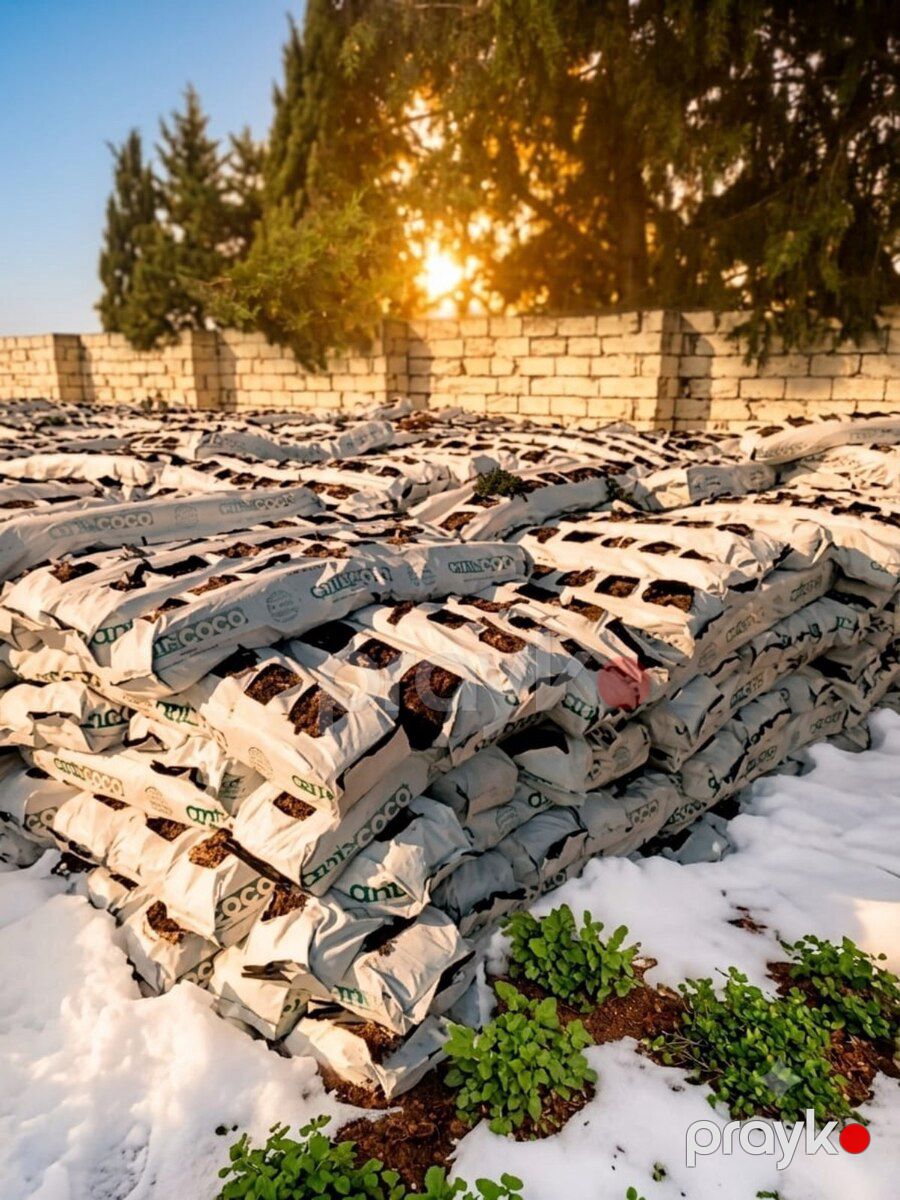 Kokabit — Bitkilər, Bakı (4)