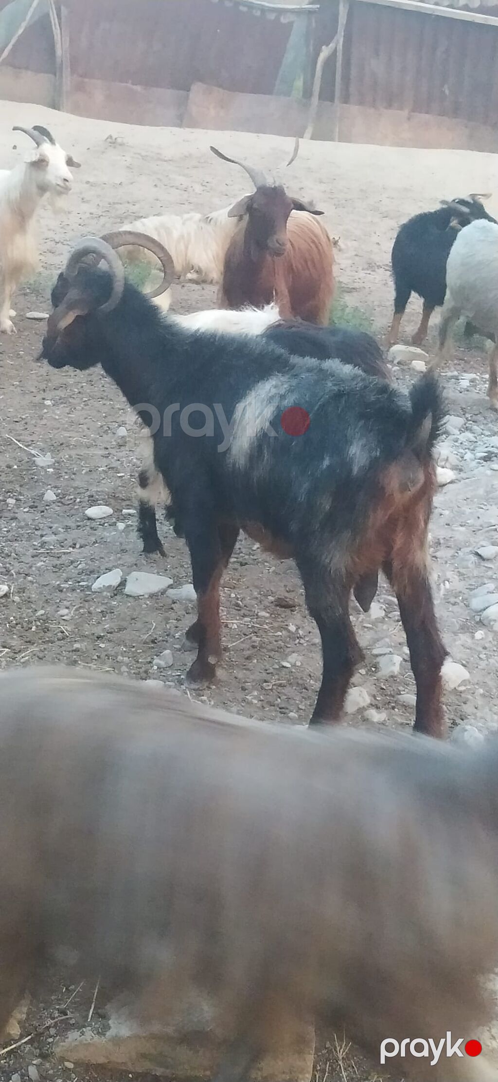 Keçi sürüsü - Növ: Keçi (müxtəlif rəng və buynuz formaları) — Kənd təsərrüfatı heyvanları, Şəki (10)