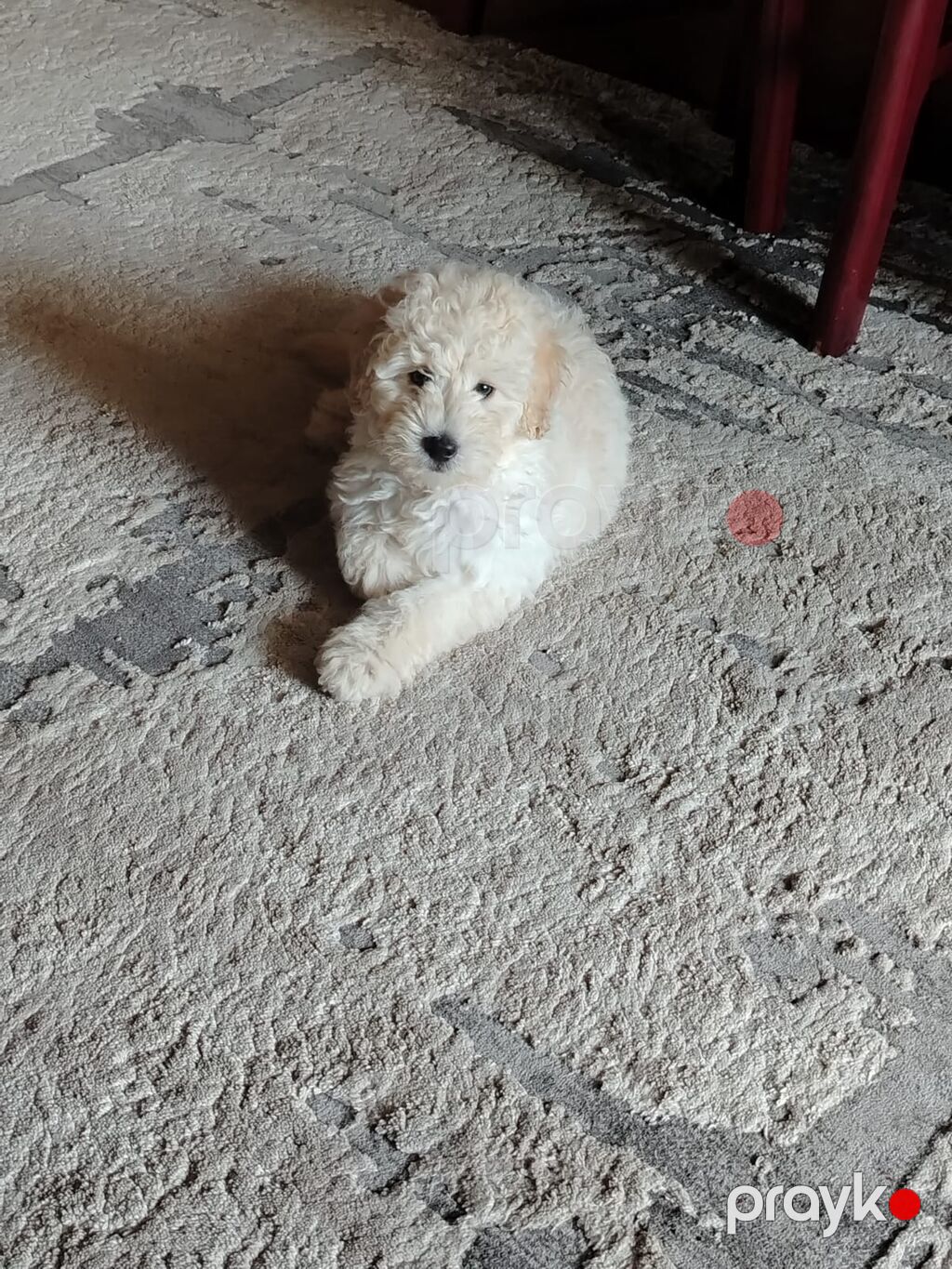 Pudel, 4 ay, Dişi, Peyvəndli, Rayonlara çatdırılma — Köpəklər, Gəncə (3)