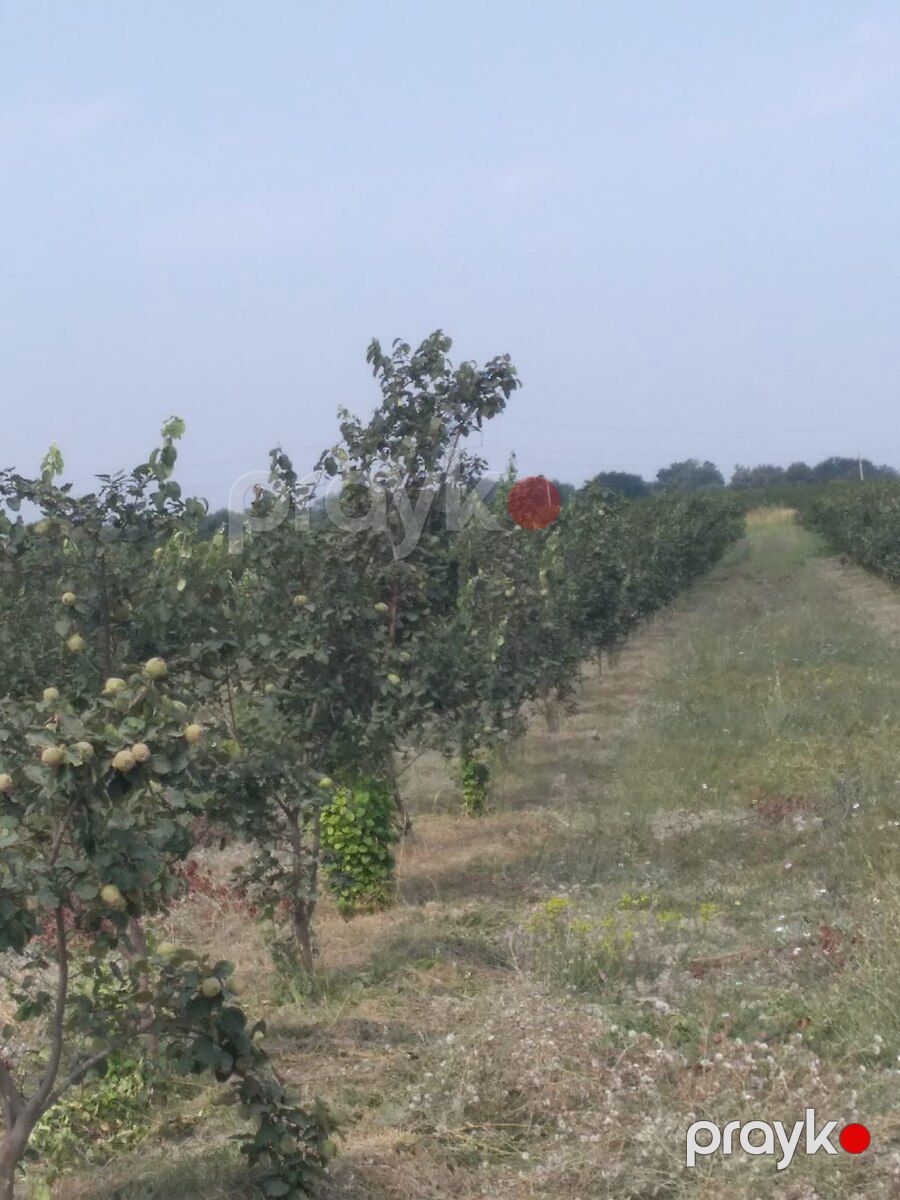 3000 sot torpaq sahəsi, Xaçmaz r — Torpaq, Xaçmaz (2)