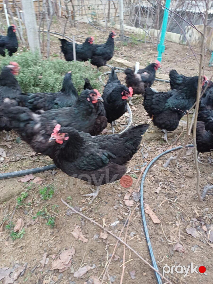 Mayalı avstralorp toyuğu yumurtası — Quşlar, Bakı (2)