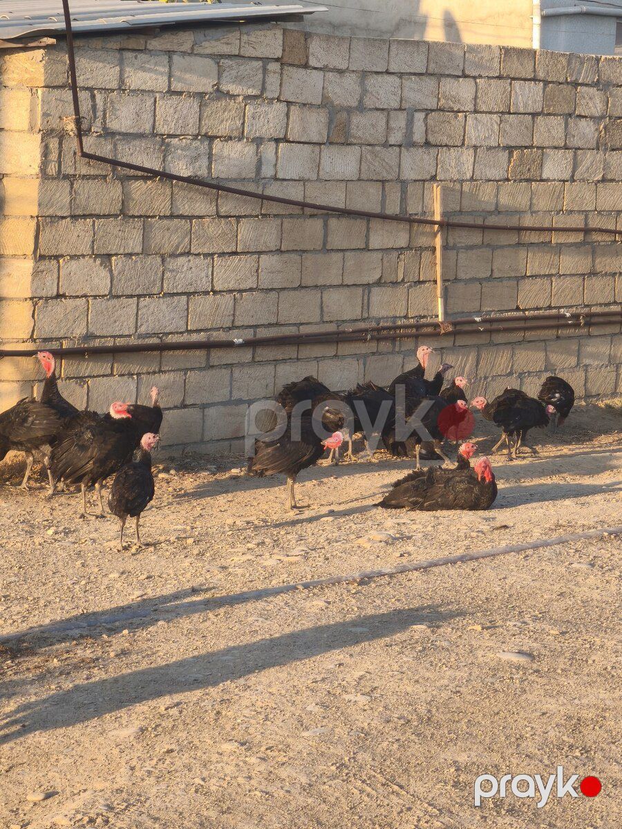 Hinduşka — Quşlar, Sumqayıt (2)