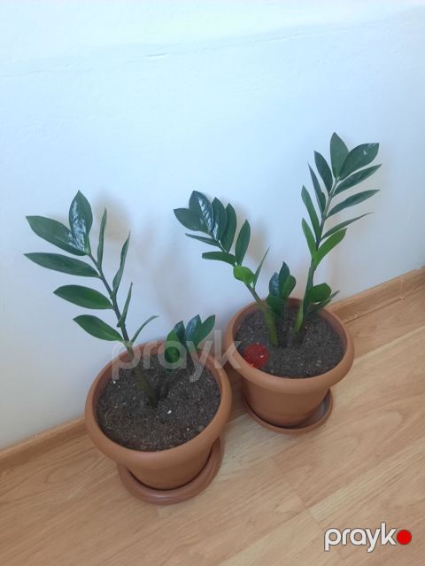 Dibçək gülü zamioculcas — Bakı