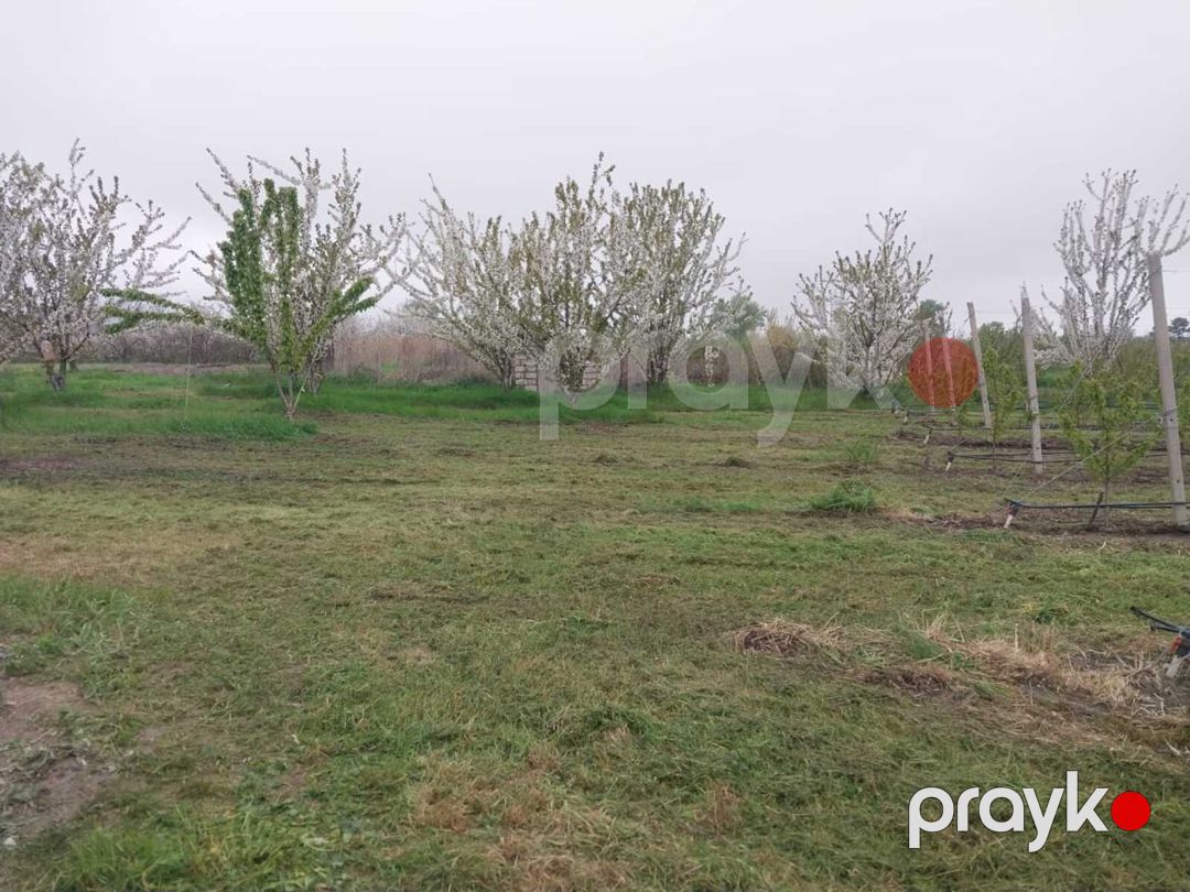 220 sot torpaq sahəsi, Xaçmaz r — Torpaq, Xaçmaz (5)