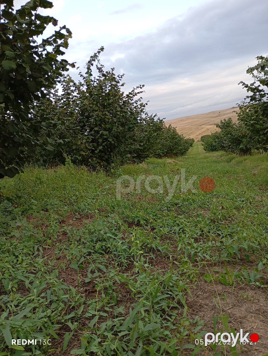 100 sot torpaq sahəsi, Qusar r — Torpaq, Qusar (4)