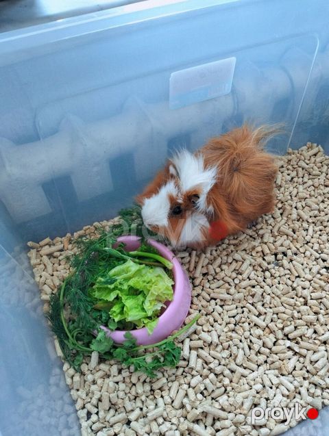 Ev heyvanı – Qvineya donuzu (shiba, peruvian guinea pig) - Cins: Uzun — Bakı