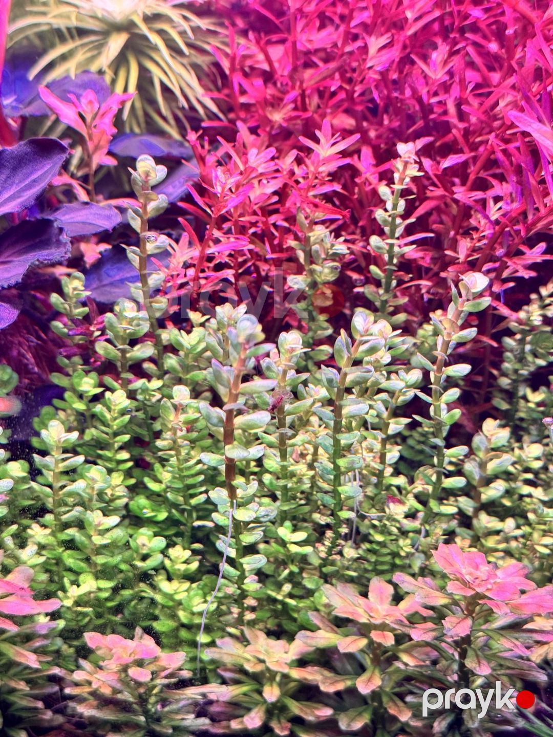 Akvarium bitkiləri — Akvariumlar və balıqlar, Bakı (6)