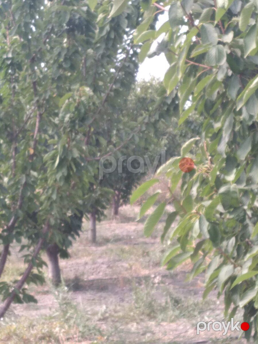 3000 sot torpaq sahəsi, Xaçmaz r — Torpaq, Xaçmaz (6)