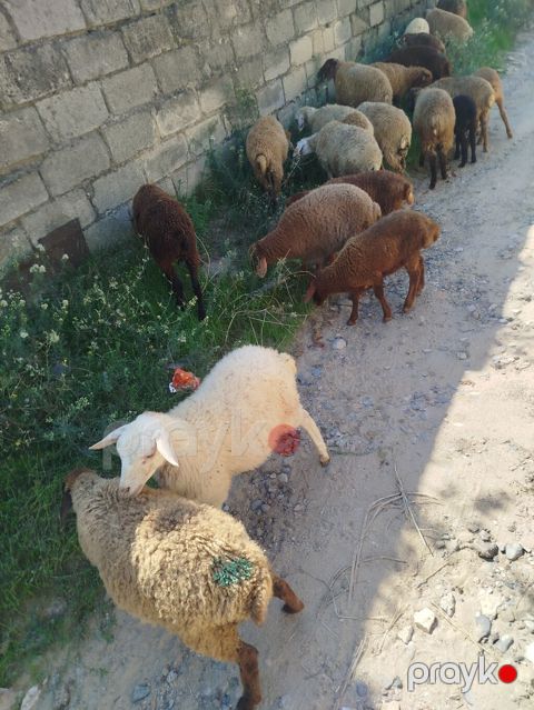 Mal-qara: Qoyun-quzu sürüsü Təsvir: 21 quzudu biri 185 — Digah