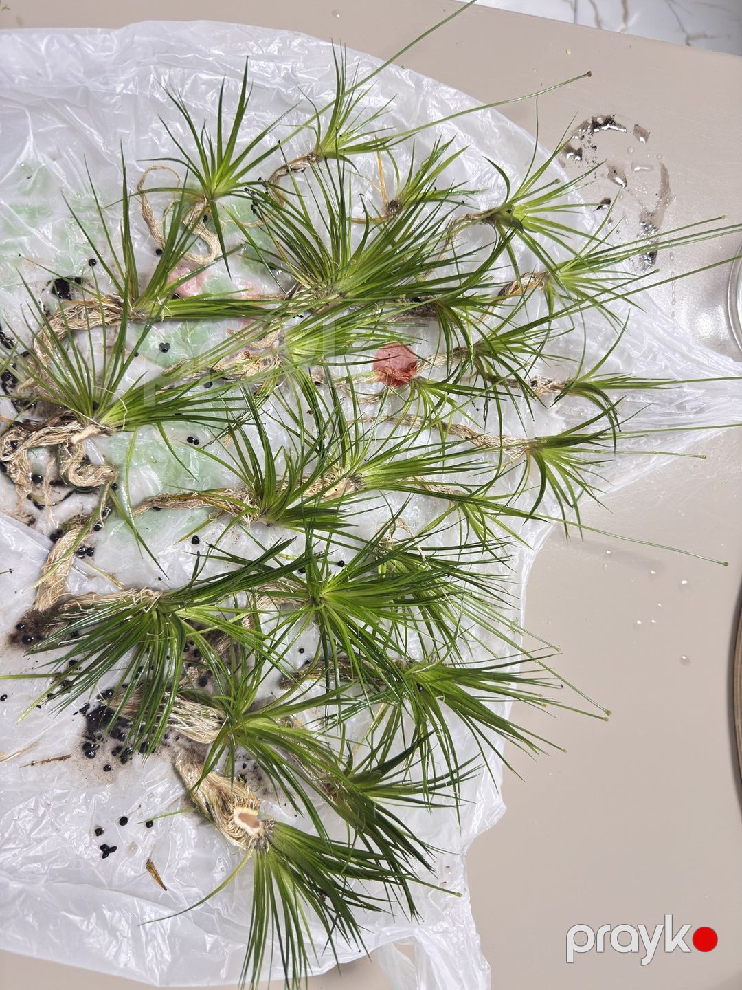 Akvarium bitkiləri — Akvariumlar və balıqlar, Bakı (8)