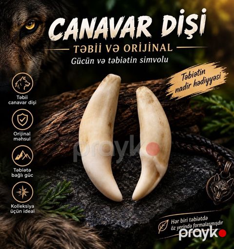 Məhsul: Orijinal canavar dişi – təbiətin gücü və qorunmanın simvolu — Gəncə