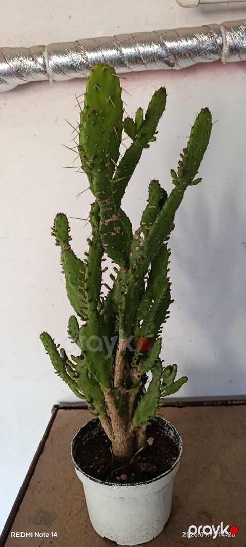 Opuntia bitkisi — Bakı