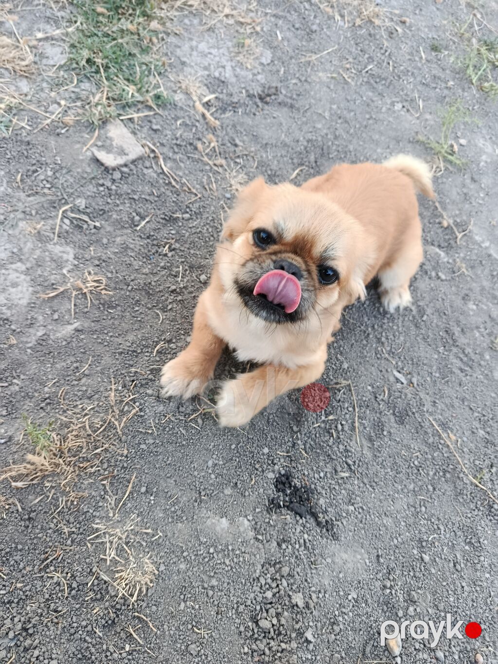 Pekines, 1 il, Dişi, Peyvəndli — Köpəklər, Bakı (3)