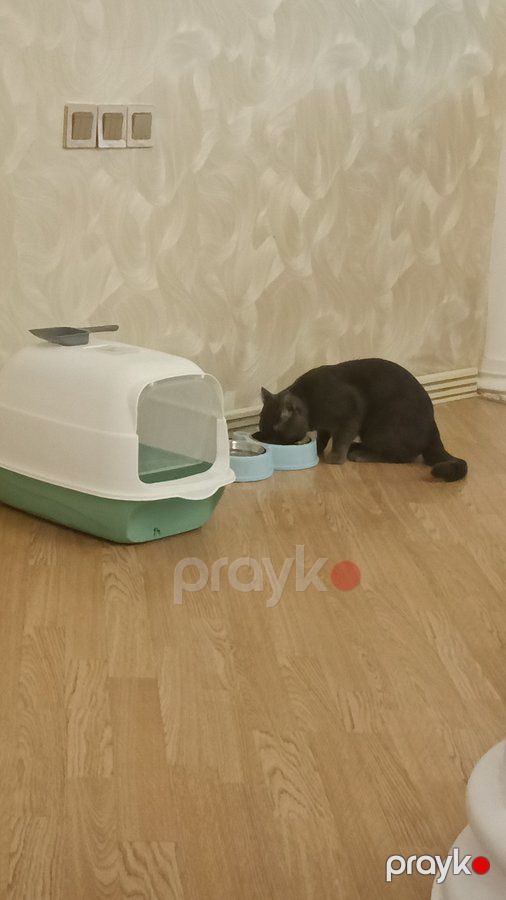 Britan, 1, Erkək, peyvəndli — Pişiklər (4)