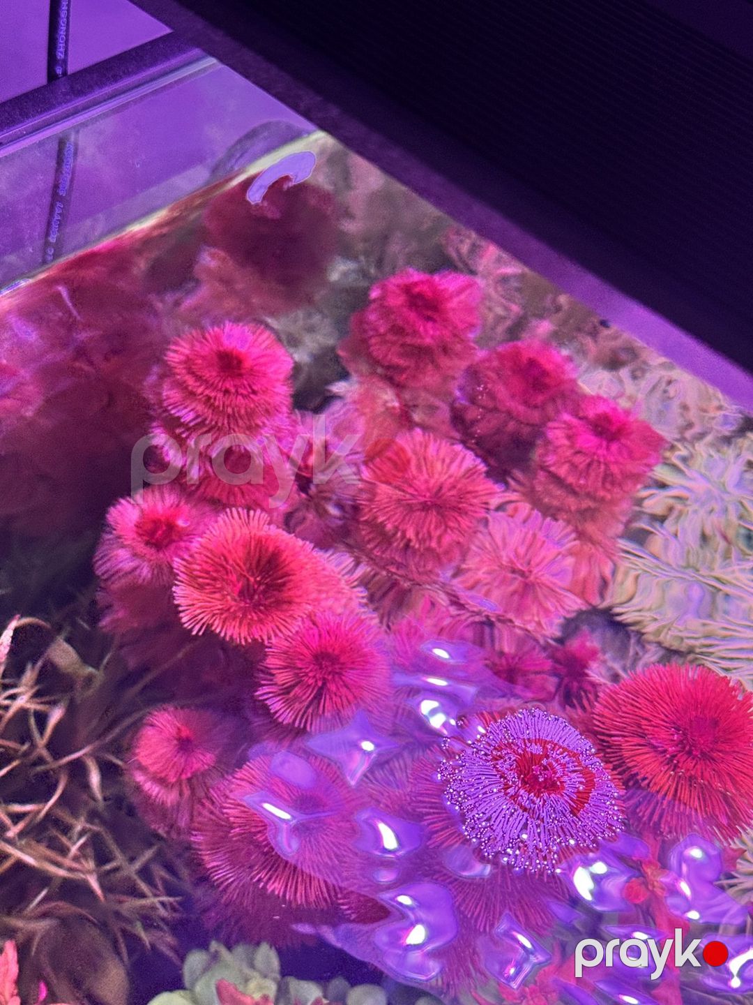 Akvarium bitkiləri — Akvariumlar və balıqlar, Bakı (4)