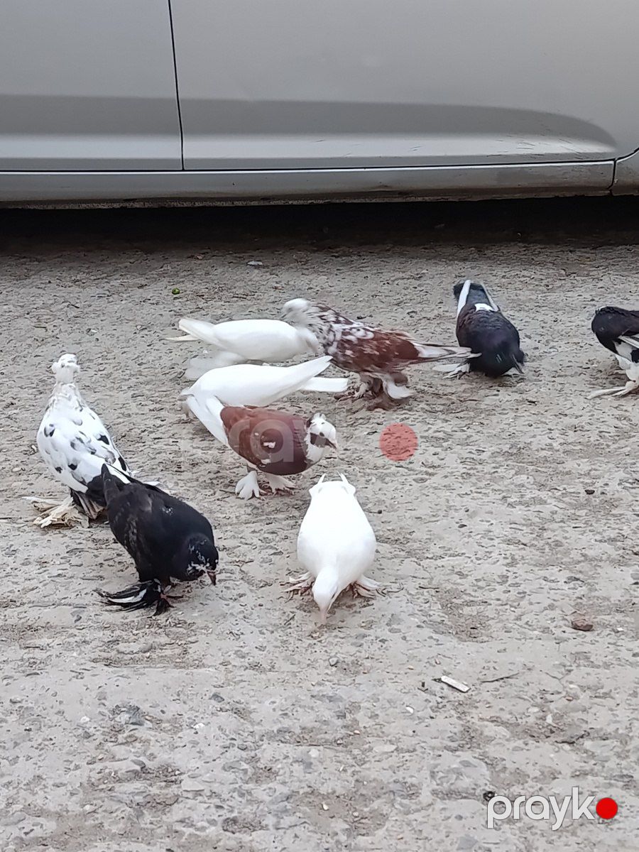 Lələyli göyərçinlər — Quşlar, Bakı (2)