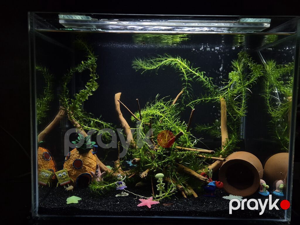 Dördbucaq akvarium, 60 l — Akvariumlar və balıqlar, Bakı (2)