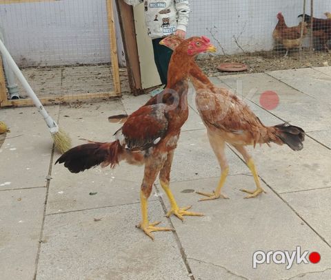 Toyuq cücələri, Damazlıq — Xırdalan