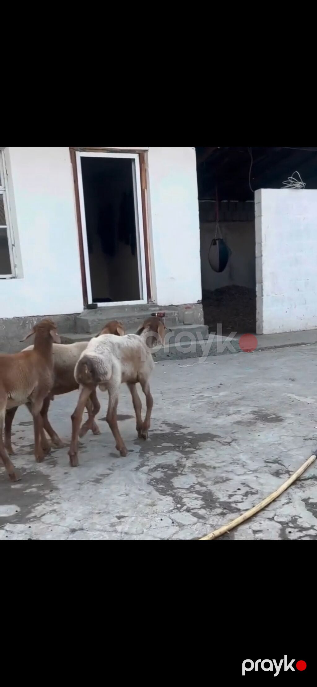 Qoyun – 3 baş, quyruqlu (yağlı quyruq) cins - Say: 3 baş gənc qoyun — Kənd təsərrüfatı heyvanları, Zaqatala (7)