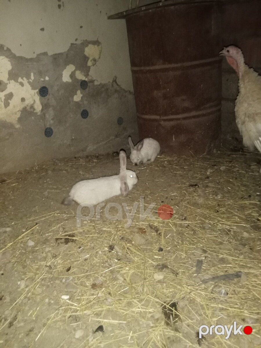 Dovşanlar — Dovşanlar, Bakı (2)