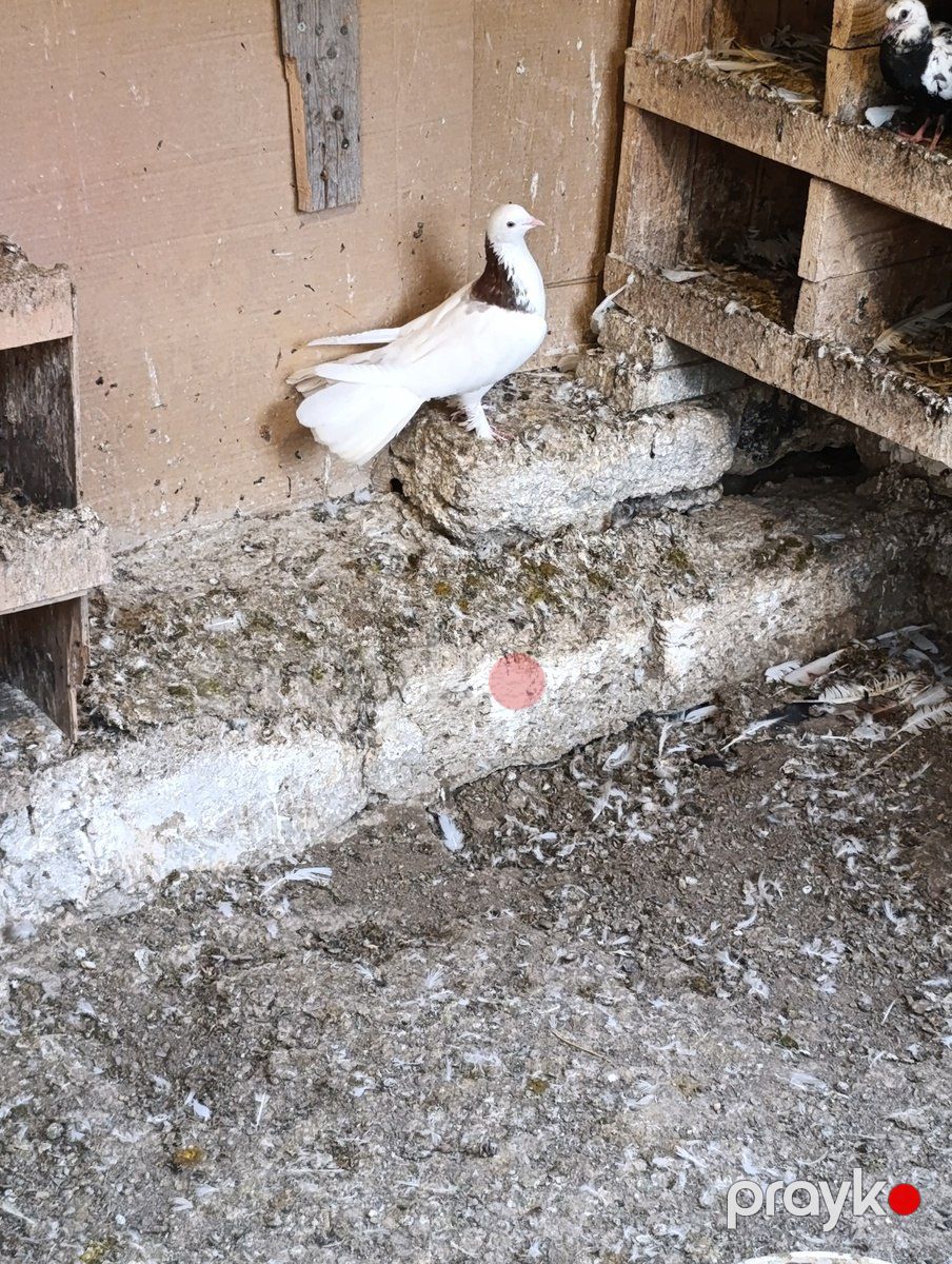 Göyərçin — Quşlar, Bakı (2)