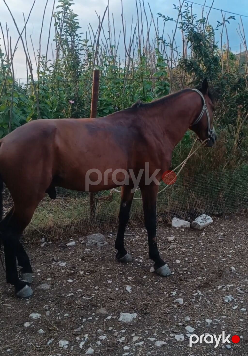 Erkək, il: 7, Ünvandan götürmə — Atlar, İsmayıllı (4)