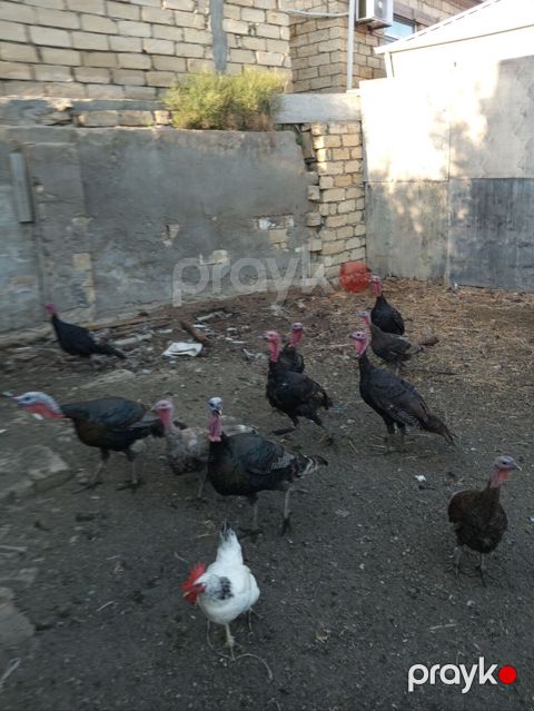 Untuwqa satlir diwide var diwler yumurtlayir erkek var 7 ayliq — Masazır