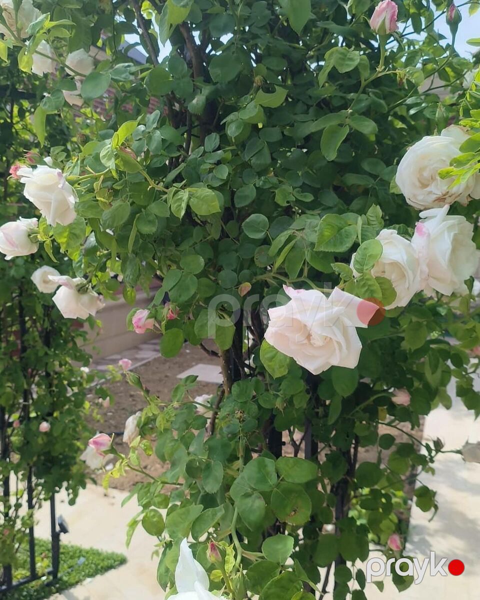 Satılır 8 otaqlı həyət evi/bağ evi 680 m² — Ev, villa, Bakı (3)