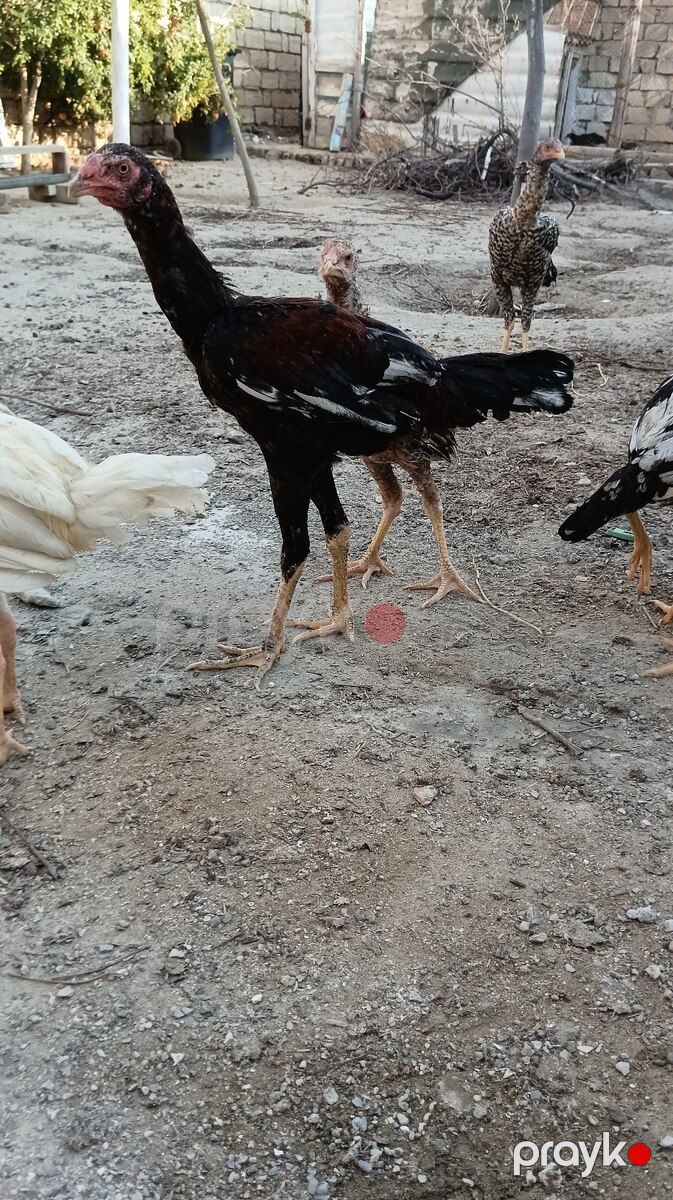 Heyratılar — Quşlar, Sumqayıt (8)