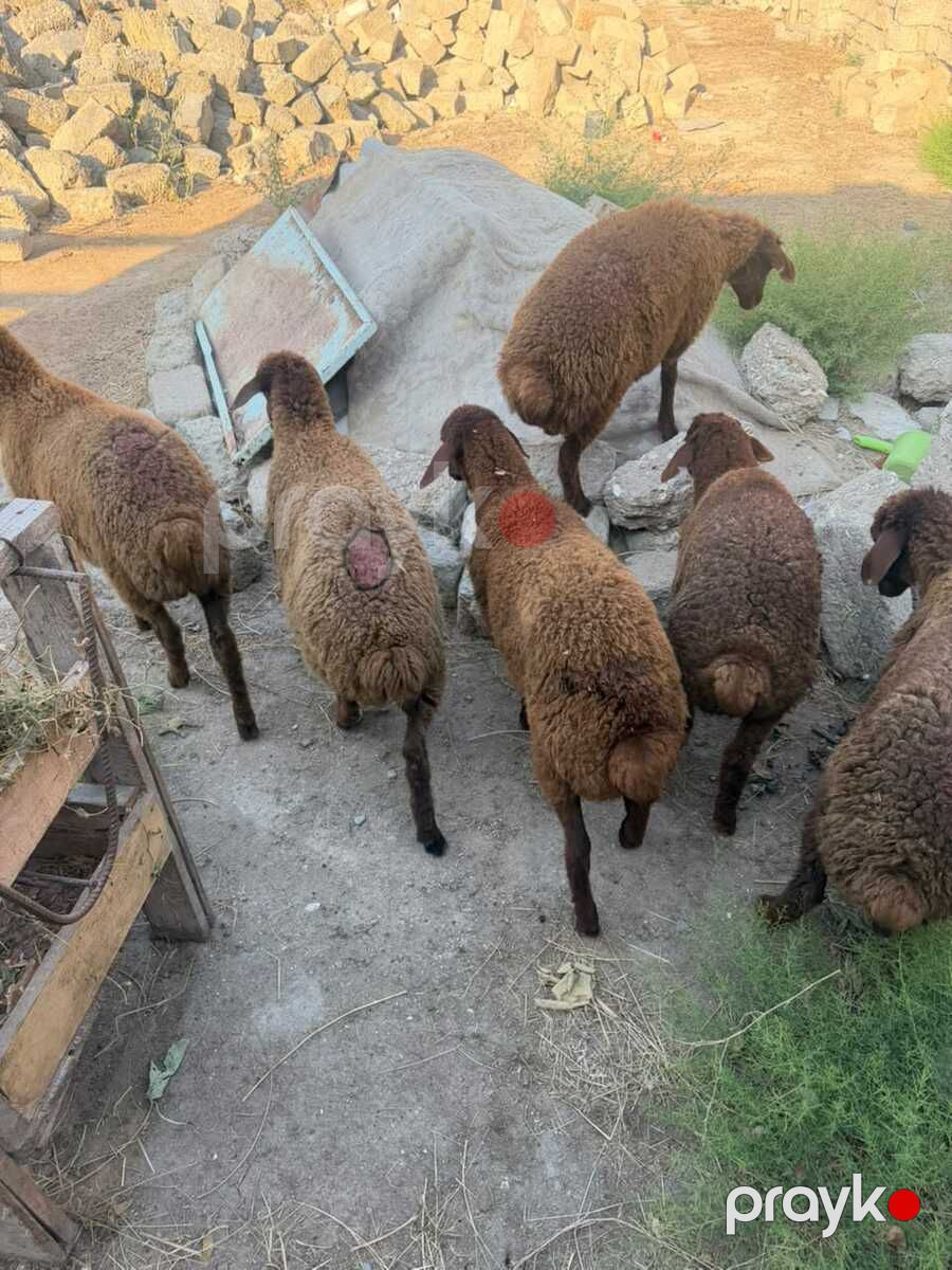Quzular — Kənd təsərrüfatı heyvanları, Bakı (2)