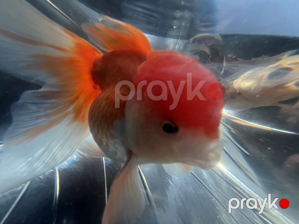 Oranda, Sülhsevər — Akvariumlar və balıqlar, Bakı (5)